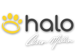 Halo Collar Coupon Codes